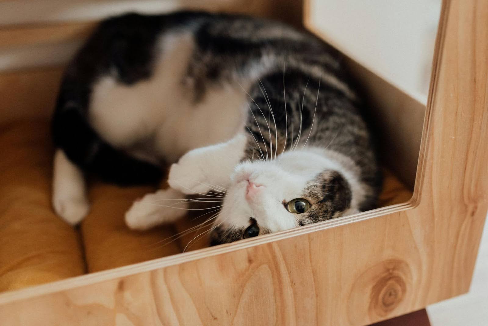 Black cat lying on its back inside his box Black cat lying on its back inside his box