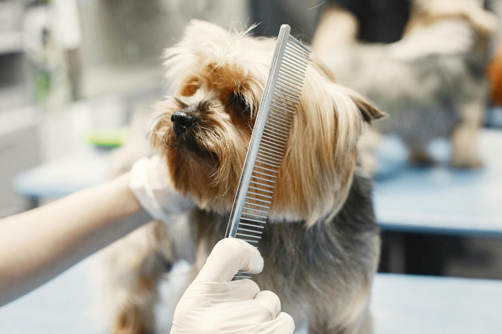 A professional pet groomer combing the dog's hair A professional pet groomer combing the dog's hair