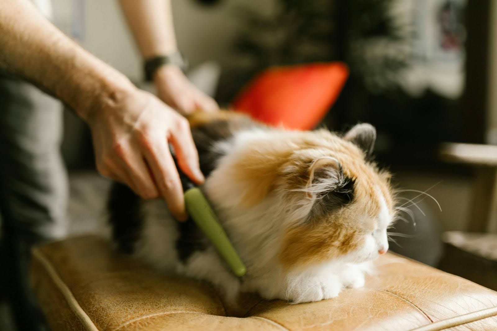 A professional groomer combing the cat's hair A professional groomer combing the cat's hair