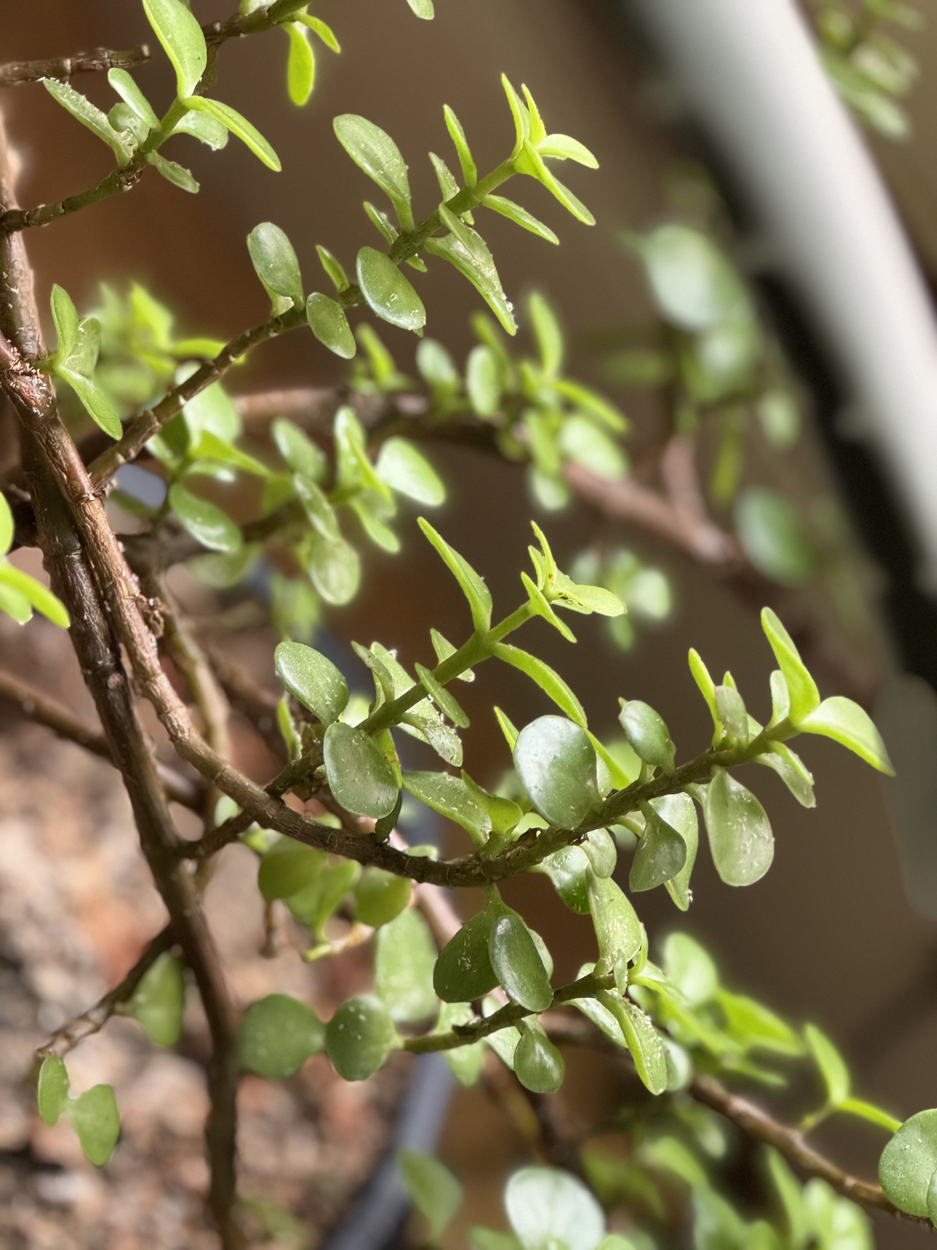 Using plants as a tool for success, health, and happiness Using plants as a tool for success, health, and happiness