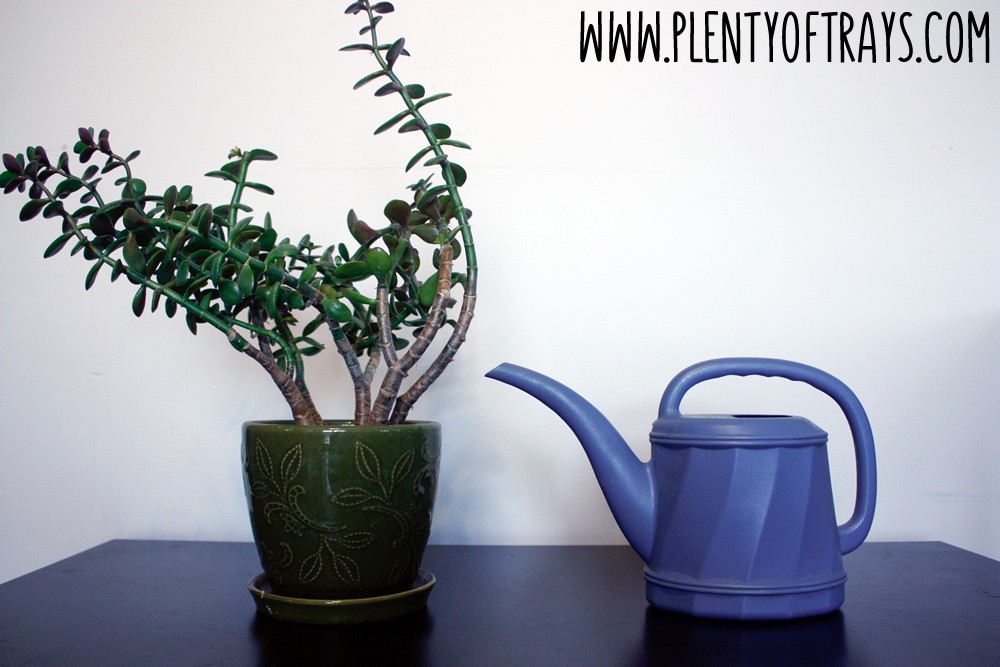 Montessori DIY Care of a Plant