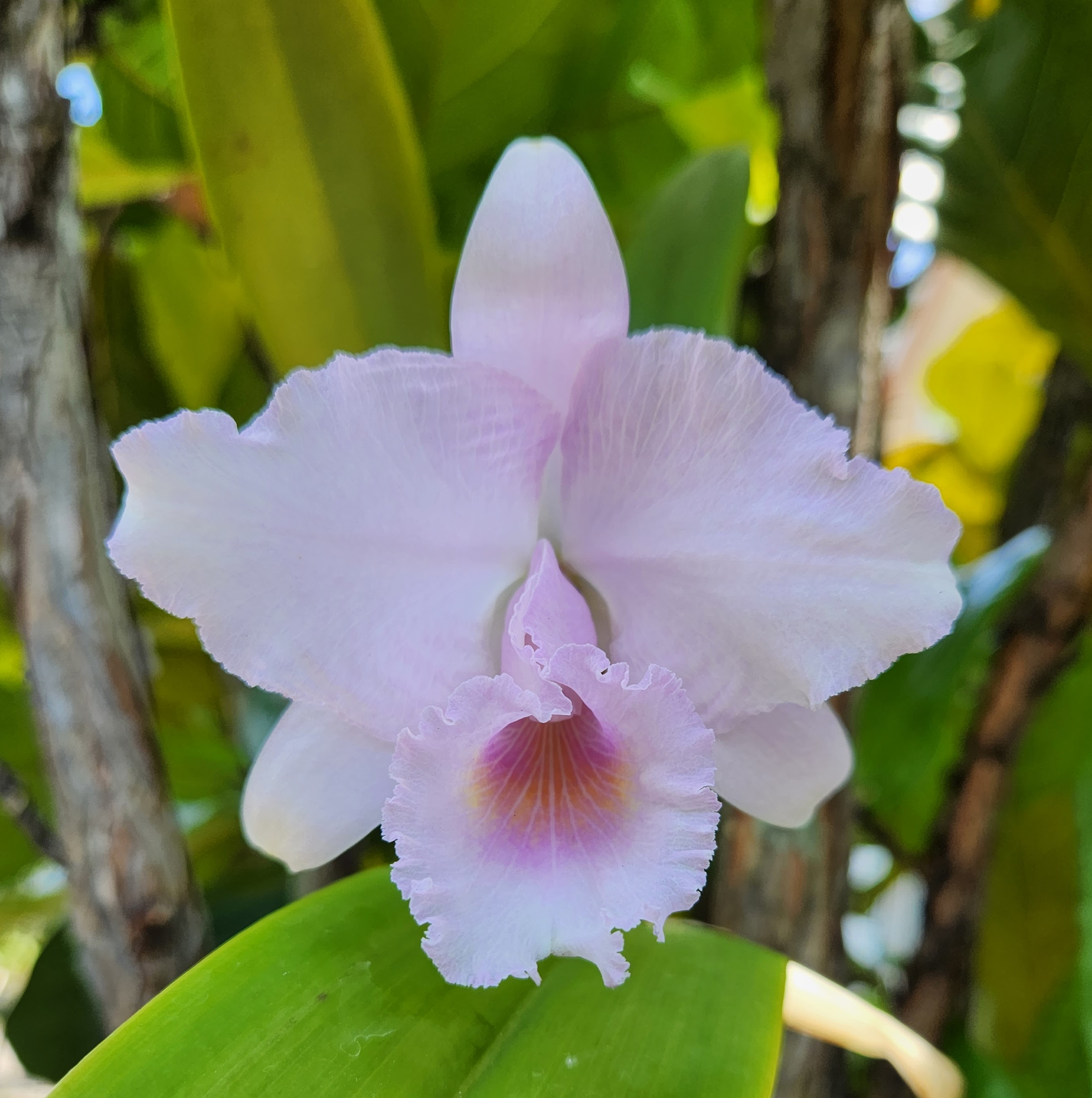 cattleya trianae cattleya trianae