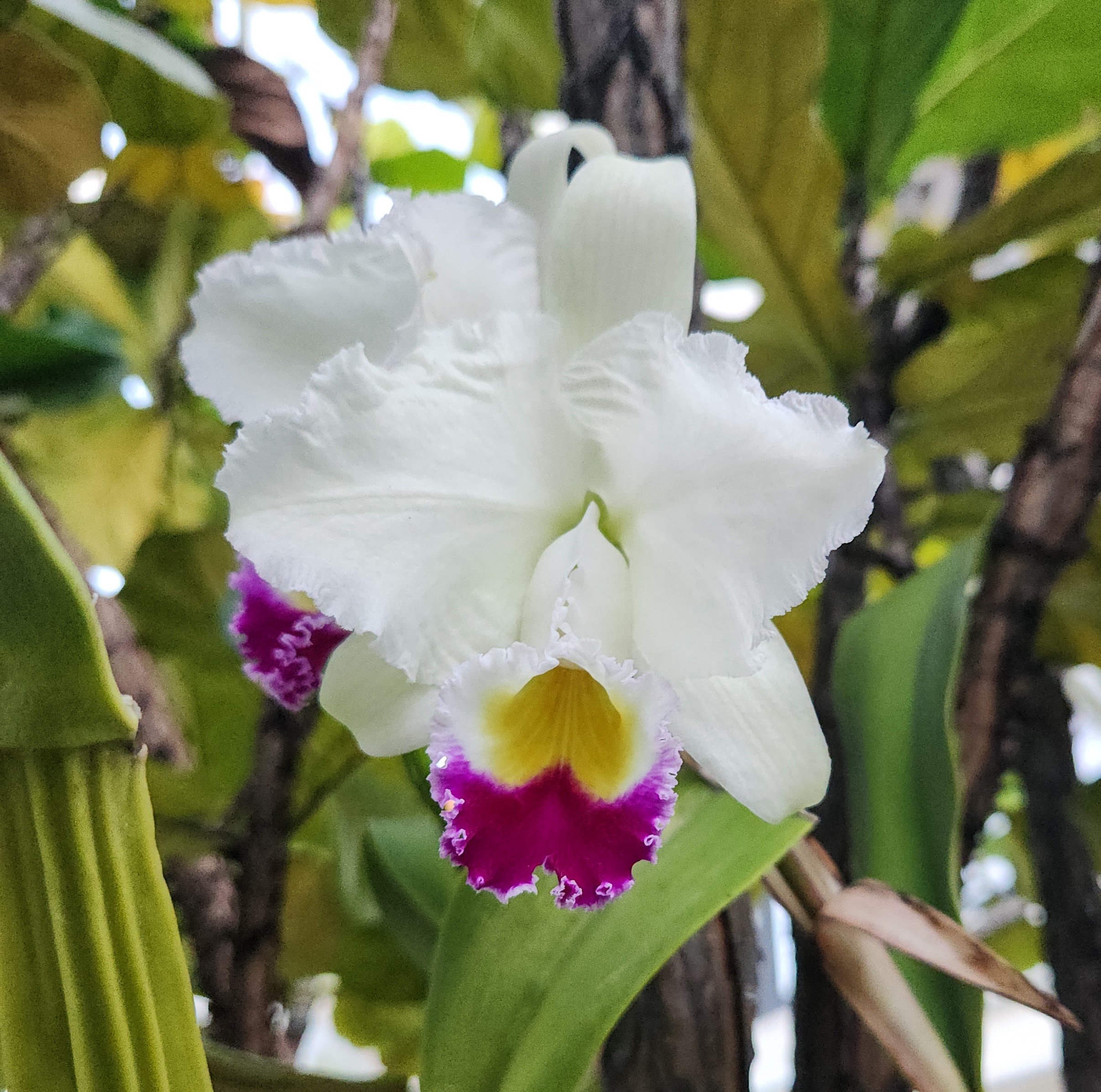 Cattleya trianae Cattleya trianae