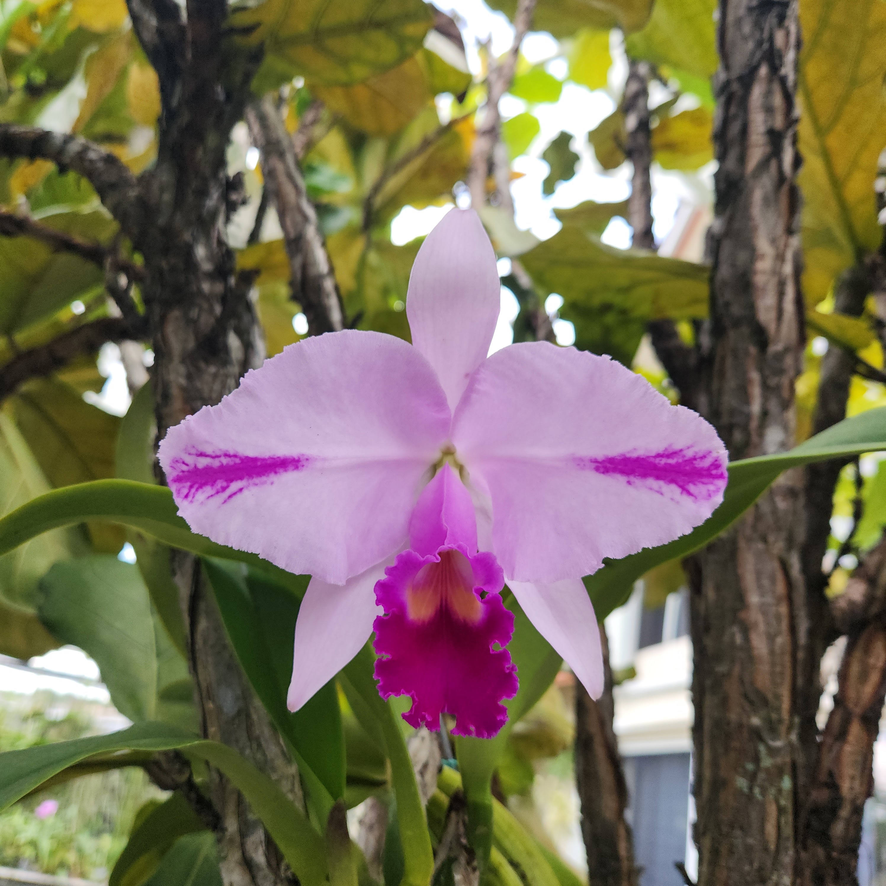 cattleya trianae cattleya trianae