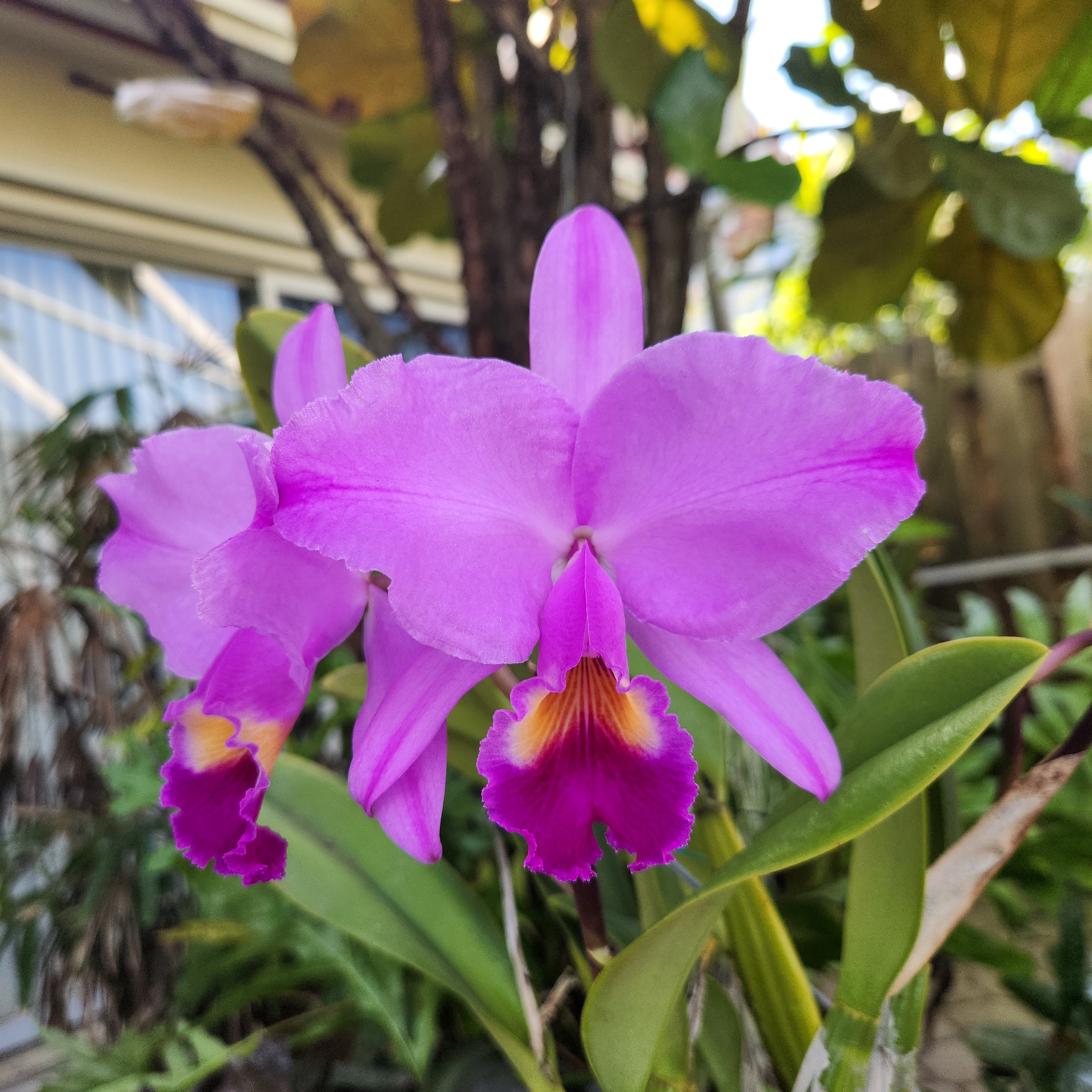 Cattleya trianae Cattleya trianae