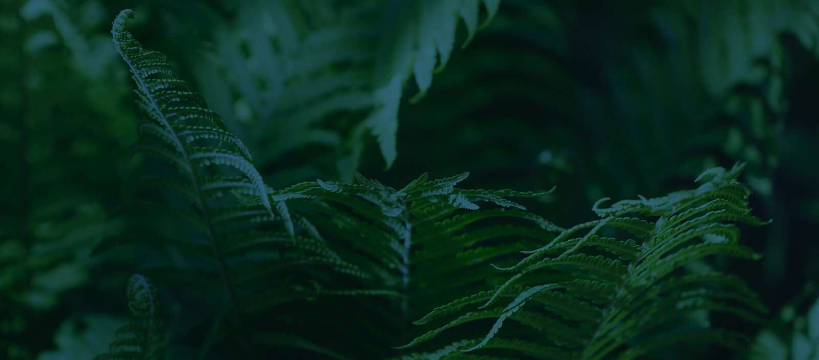 collection-image