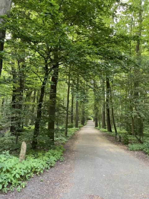 baño de bosque