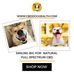 CBD DOG