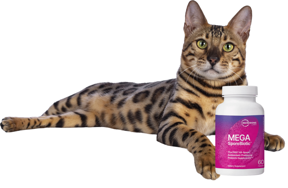 cat probiotic