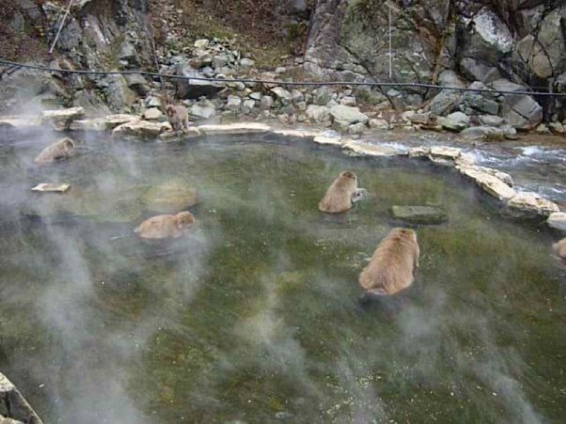 Snow monkeys lounging in a steaming natural onsen pool, surrounded by snow-dusted rocks in a mountain setting. Snow monkeys lounging in a steaming natural onsen pool, surrounded by snow-dusted rocks in a mountain setting.