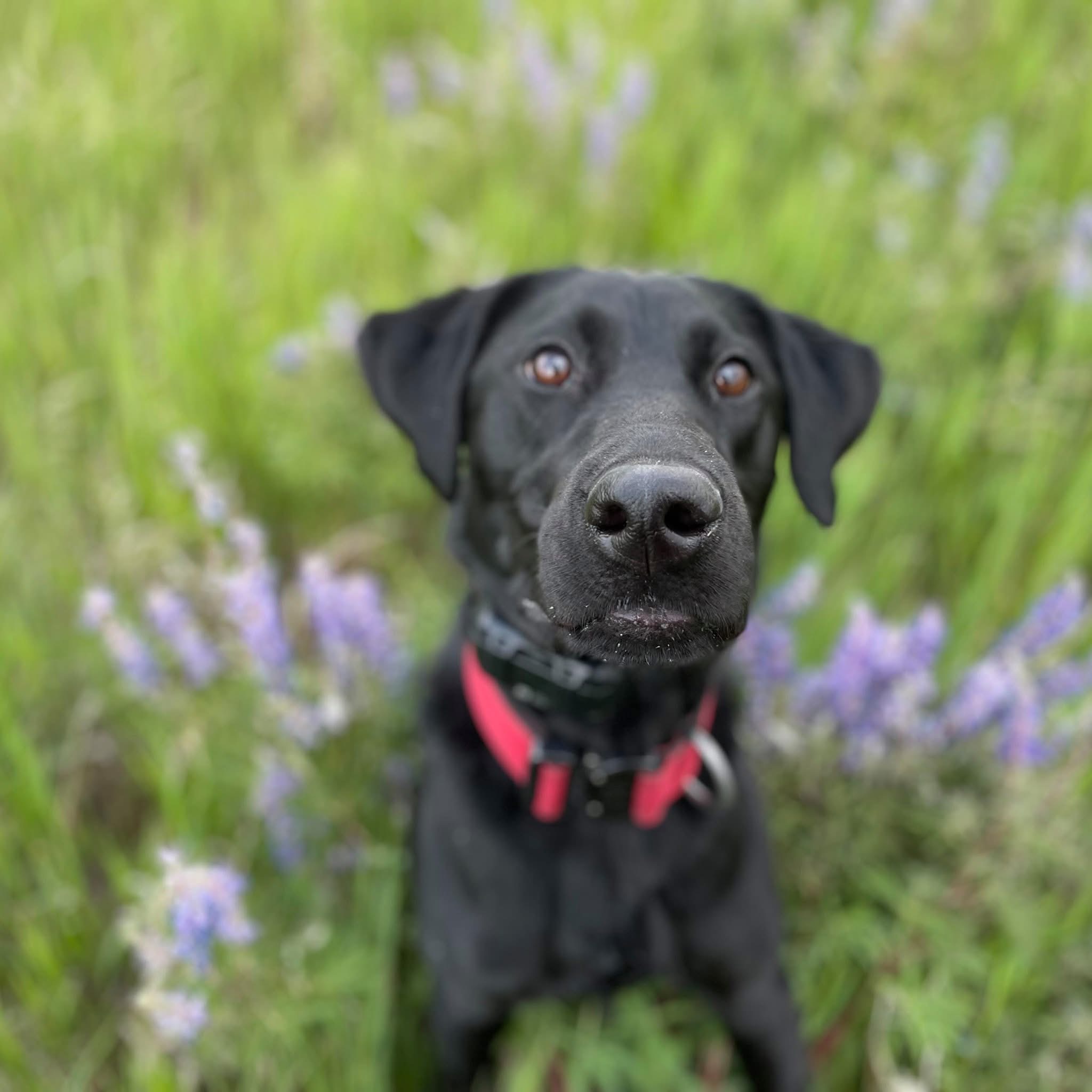 Working Dog