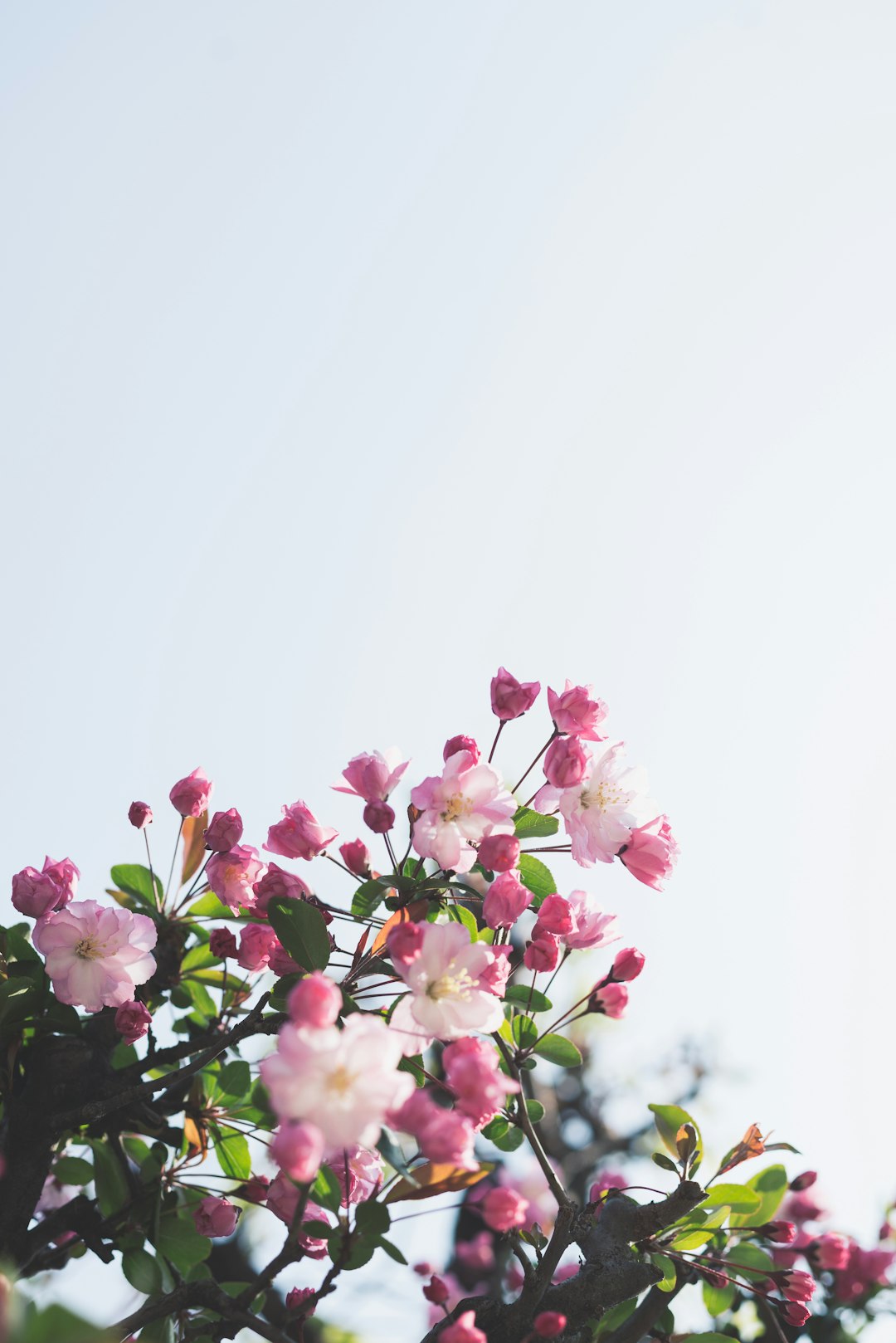 pink flowers pink flowers