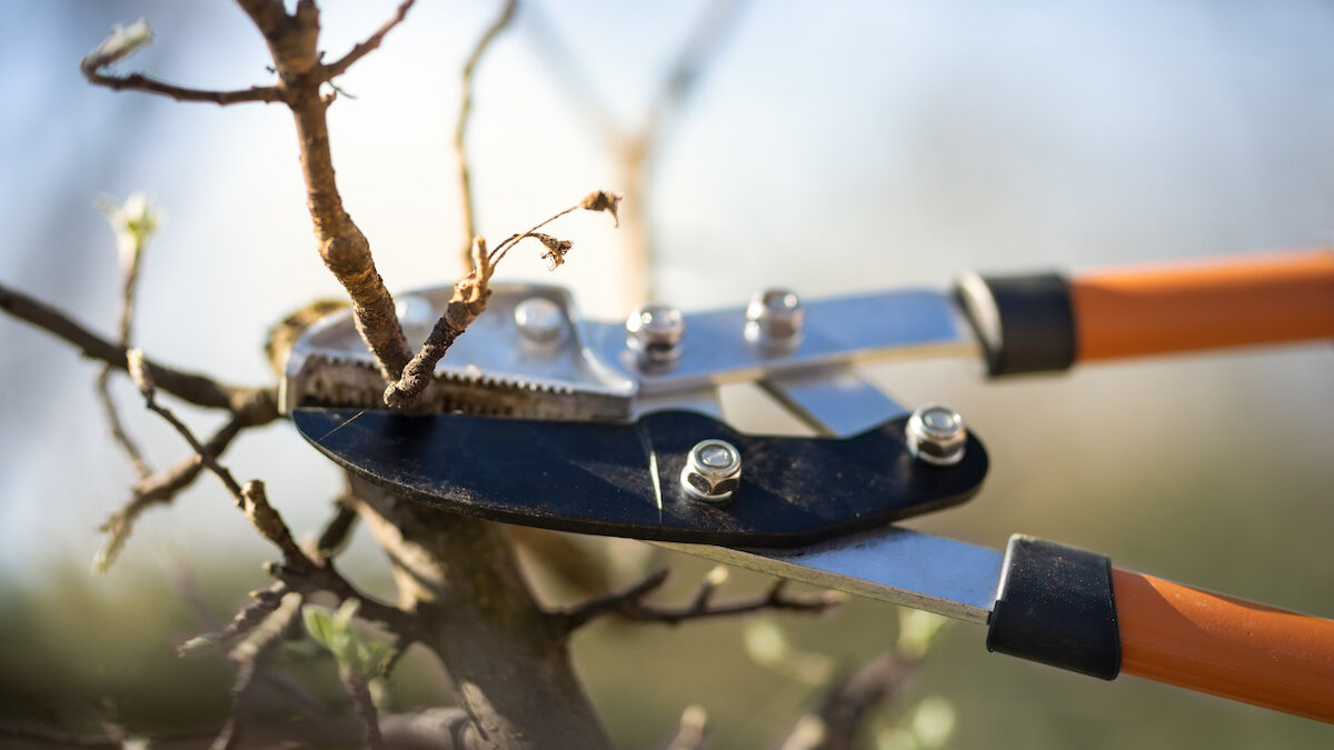 winter tree care
