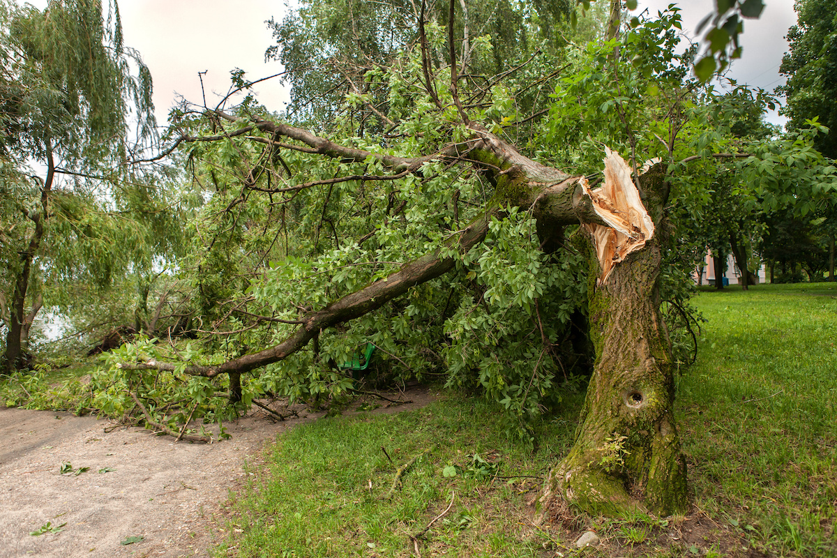 Tree protection service