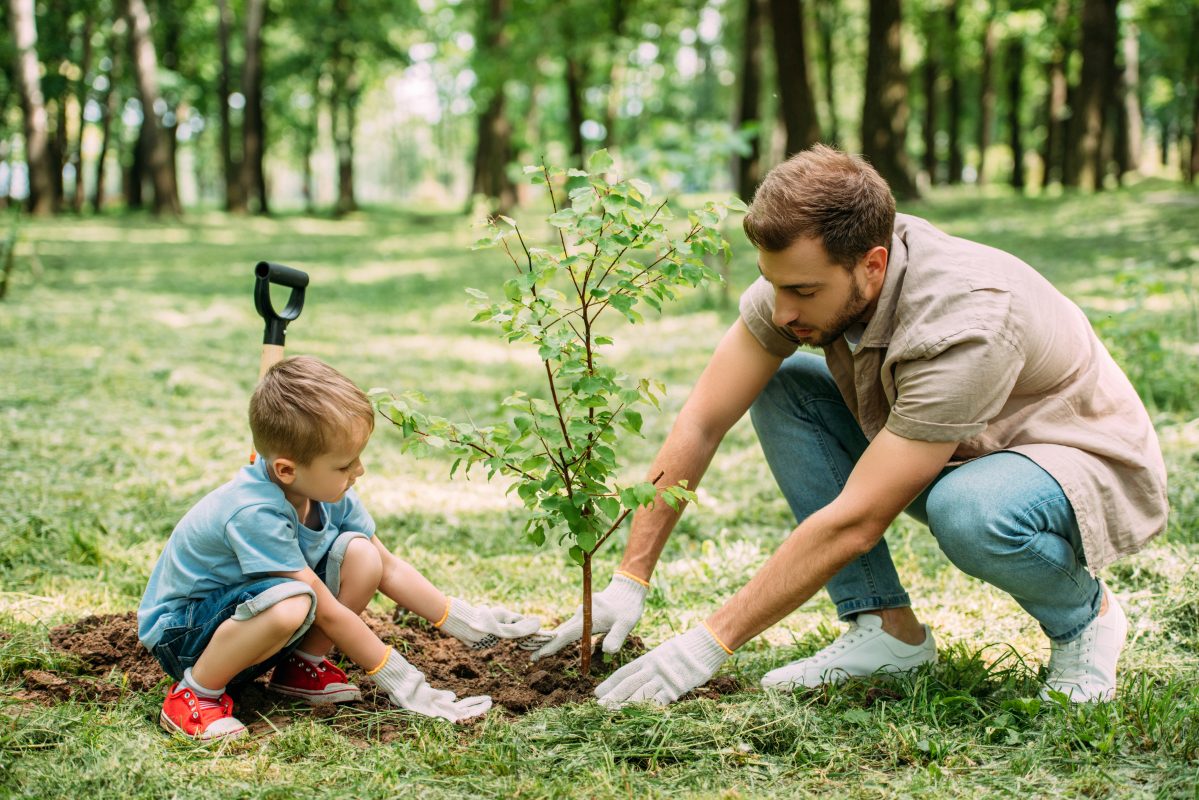 Tree Pruning service