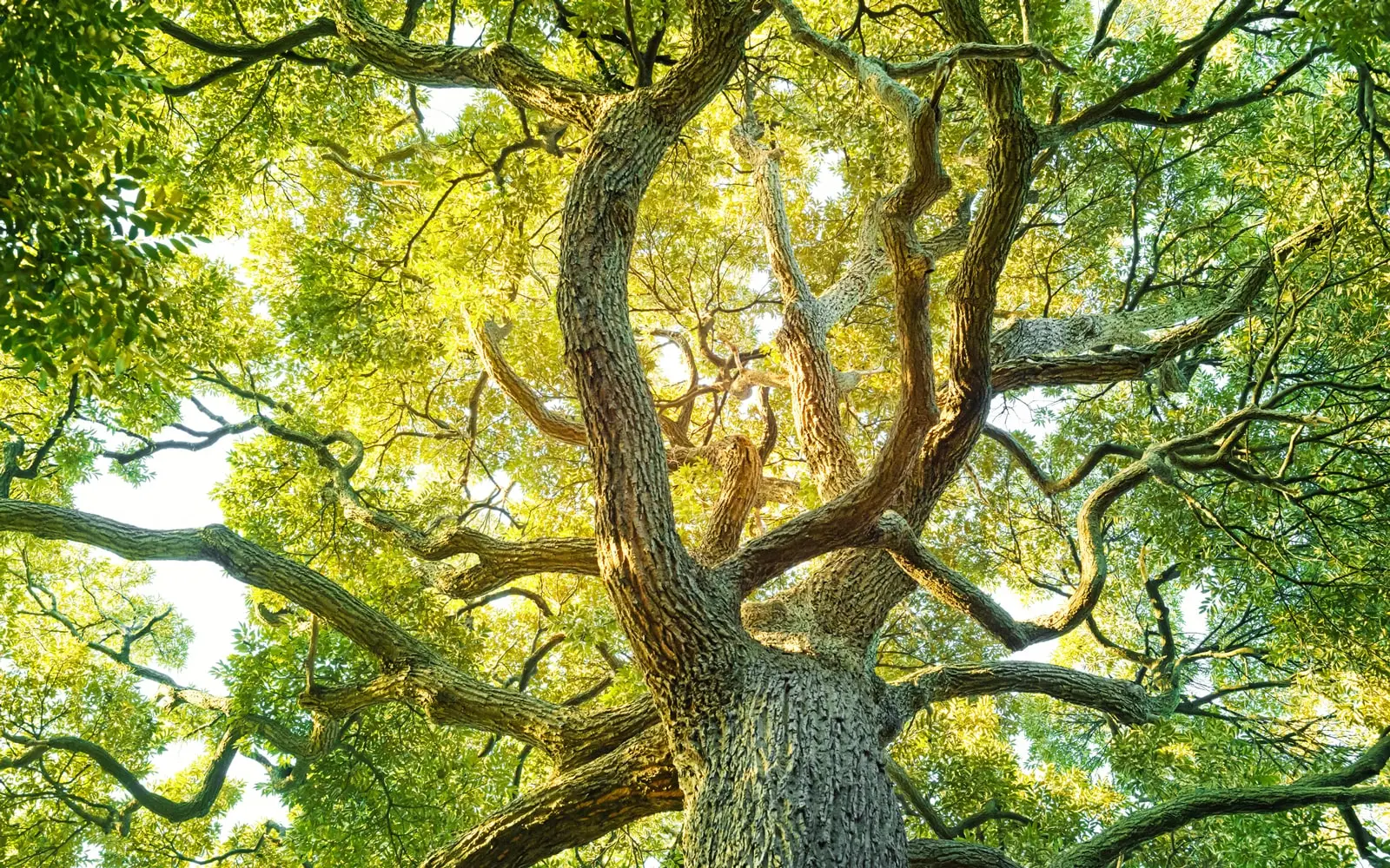 Tree Pruning