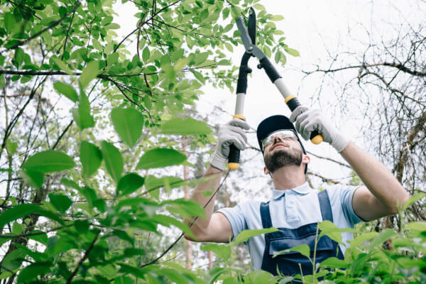Tree pruning