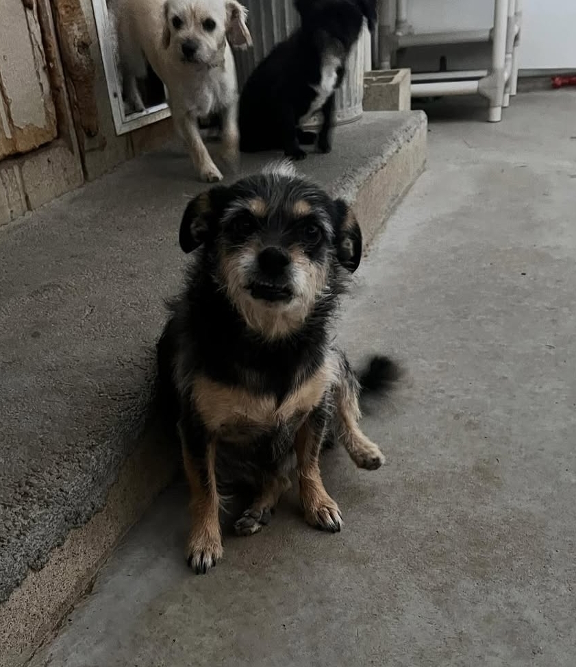 Hazel the Chihuahua mix