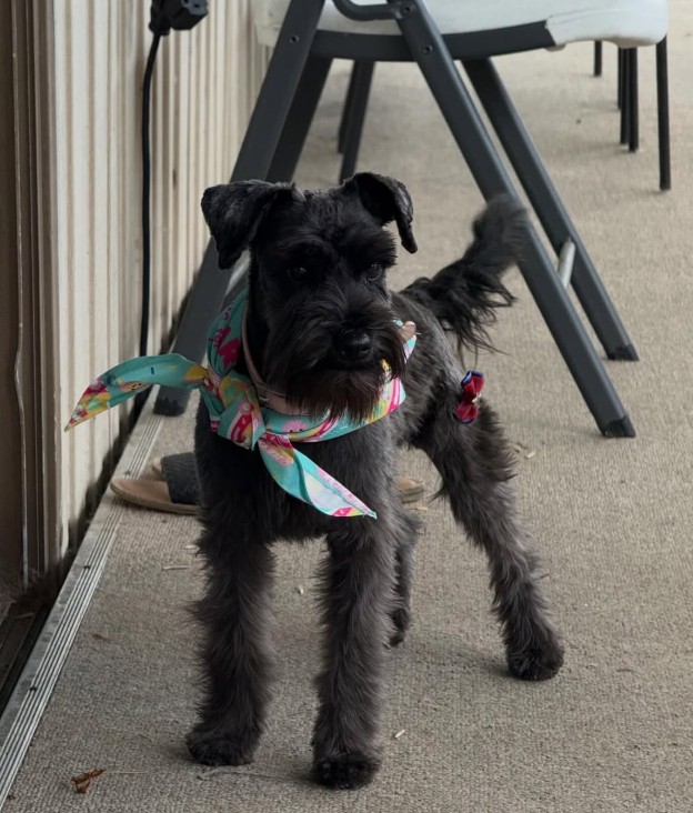 Harley, a 1-year-old male Schnauzer looking for adoption through We Rescue 4 Pawz