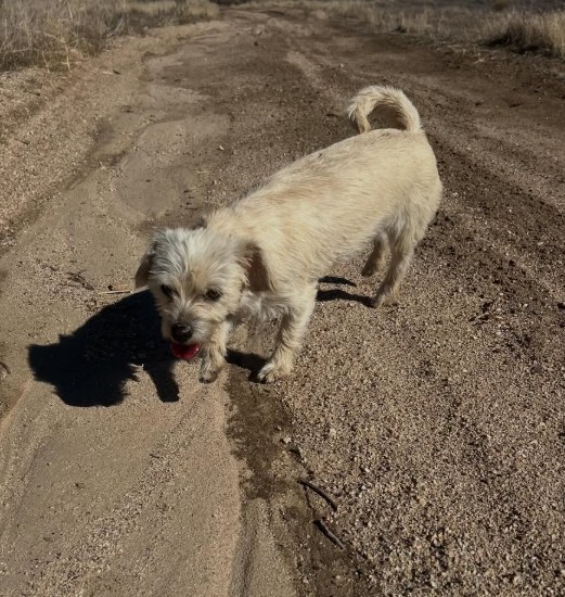Luna, a 1-year-old Chihuahua Terrier mix available for adoption through We Rescue 4 Pawz