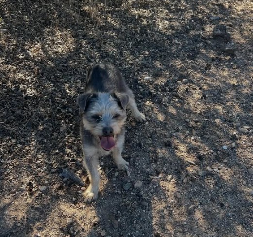 Willow, a Terrier–Chihuahua mix available for adoption through We Rescue 4 Pawz