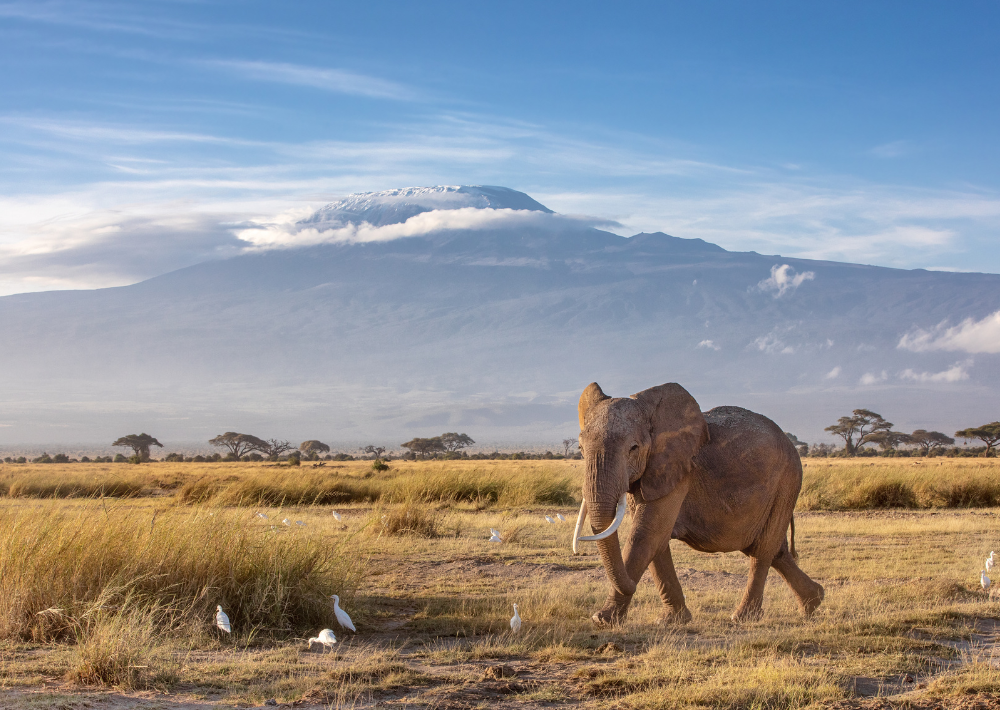 kilimanjaro wildlife