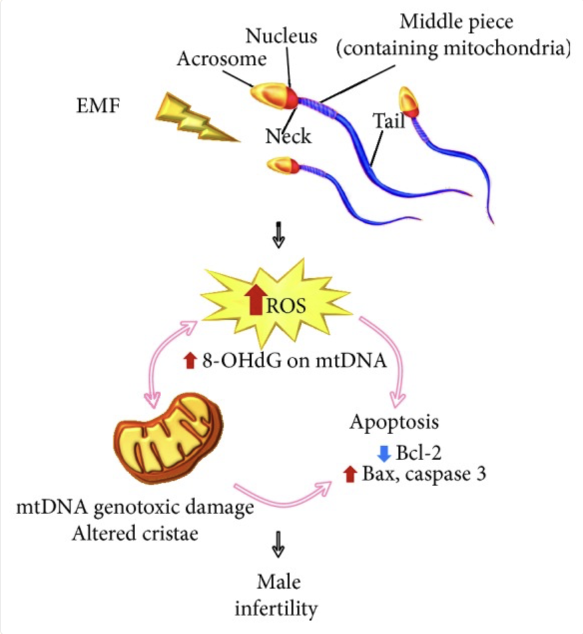 invloed van EMF op mitochondria invloed van EMF op mitochondria