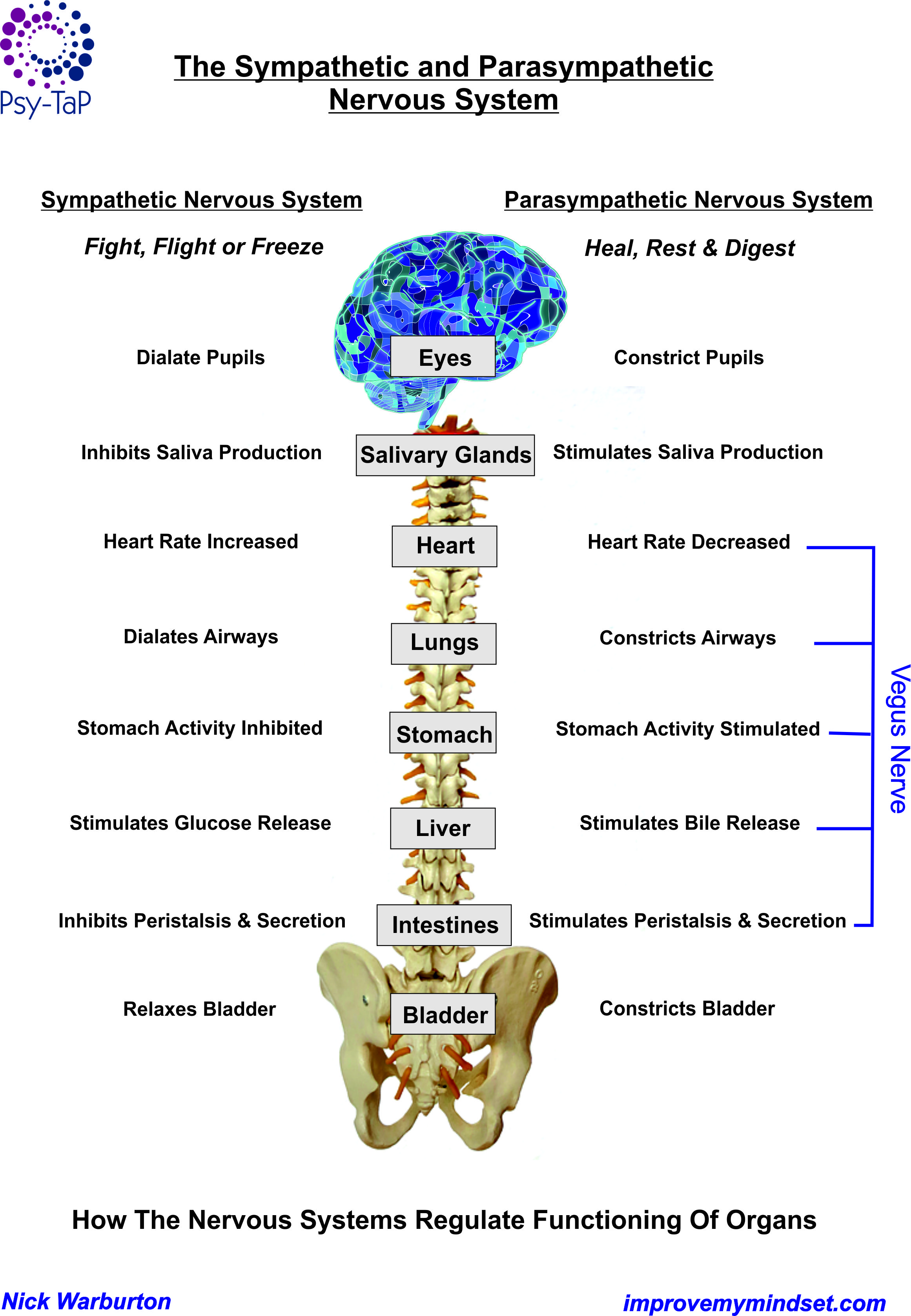 Sympathetic Nervous System in Trauma & Anxiety Sympathetic Nervous System in Trauma & Anxiety
