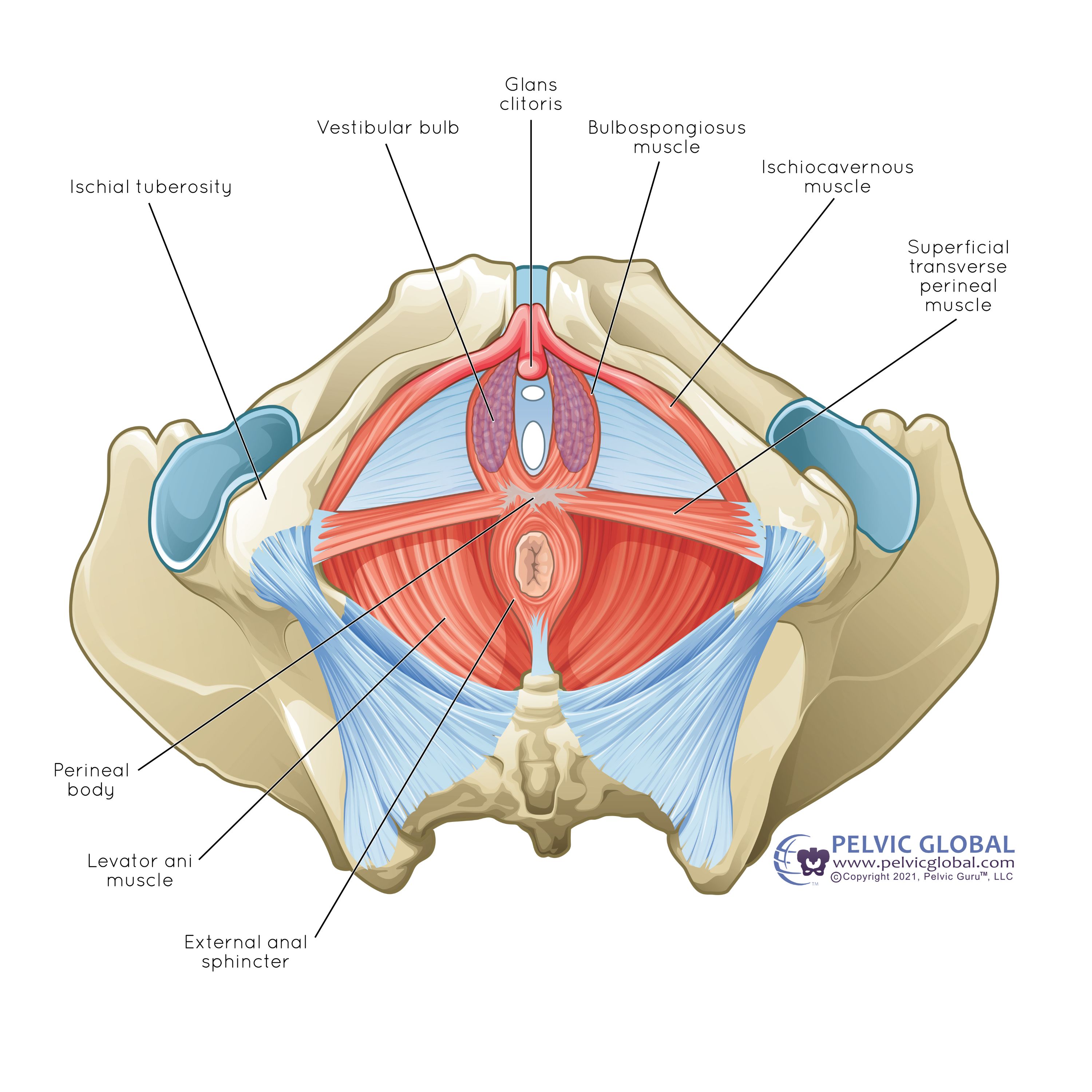 Pelvic floor Anatomy