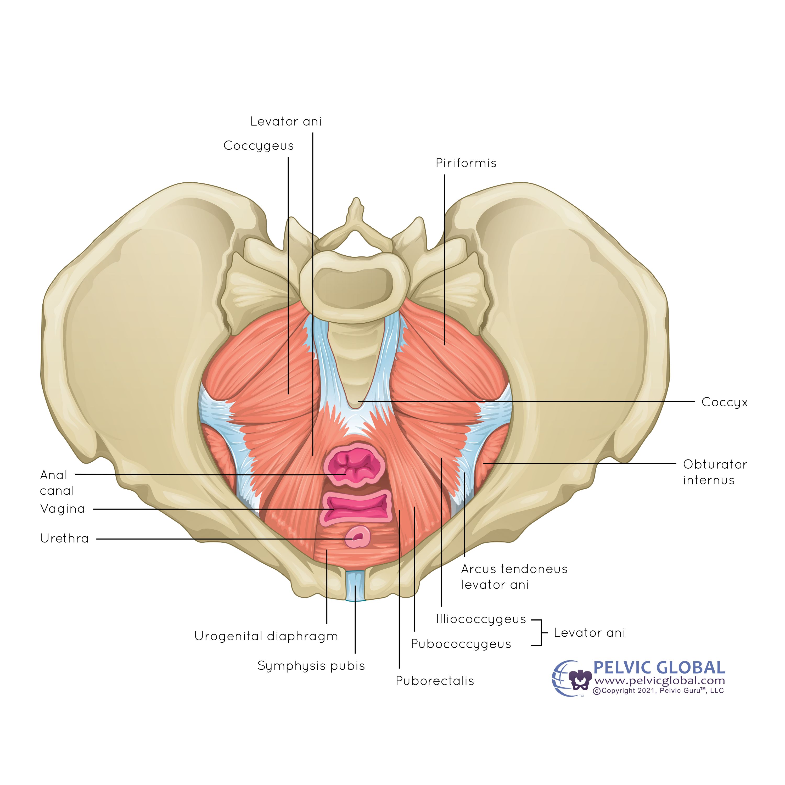 Pelvic Floor Anatomy Pelvic Floor Anatomy