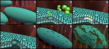 ozono elimina bacteria pared celular ozono elimina bacteria pared celular