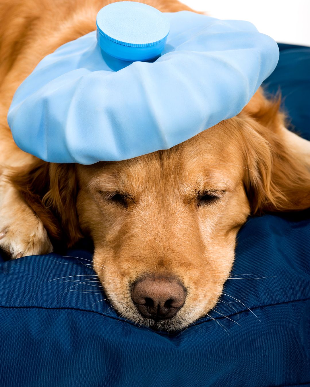 Linfoma canina