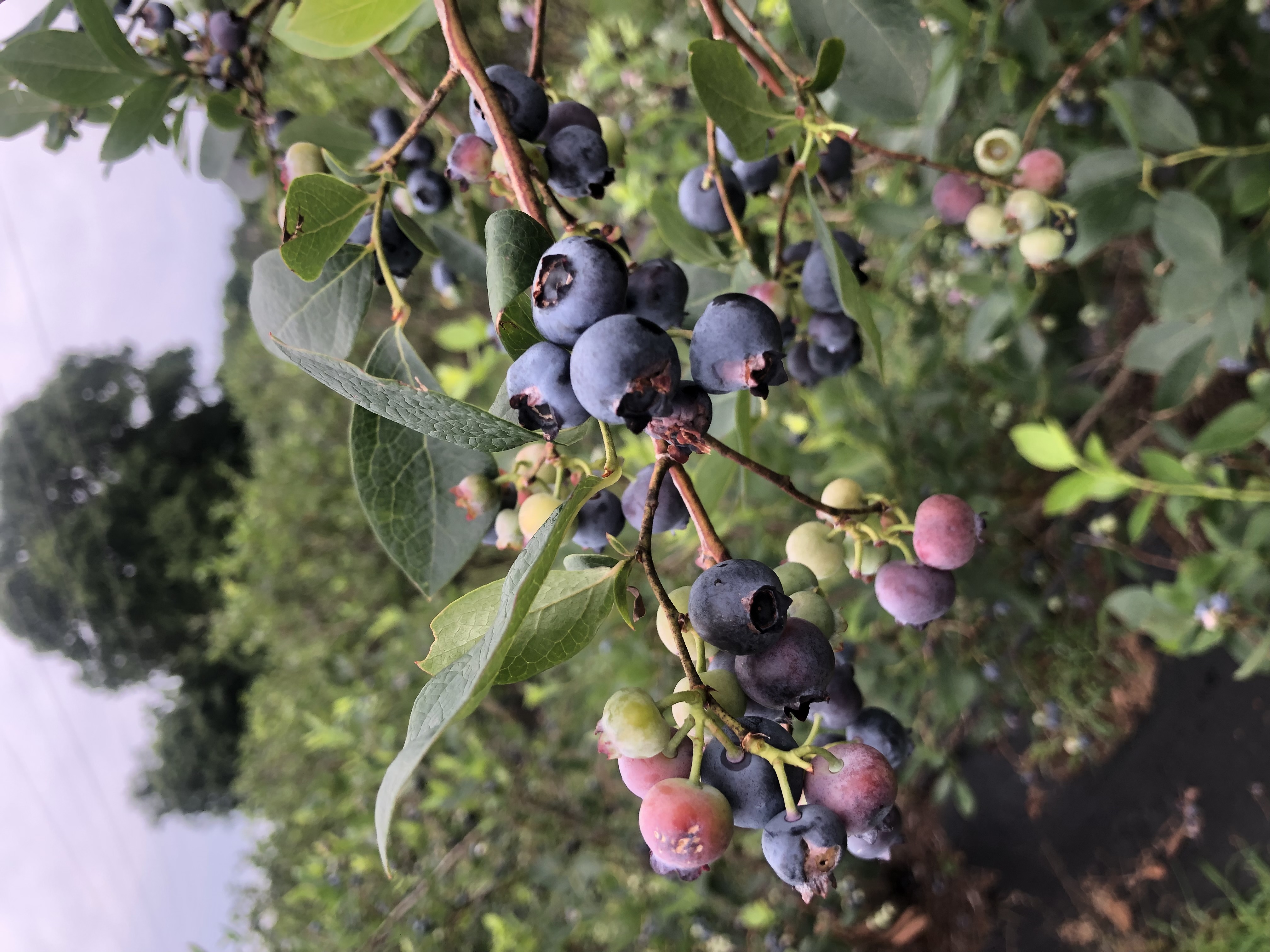 Close up of fresh blueberries representing the future 900-bush U-Pick patch at WeeShire Mains in Kimball, Nebraska. Close up of fresh blueberries representing the future 900-bush U-Pick patch at WeeShire Mains in Kimball, Nebraska.