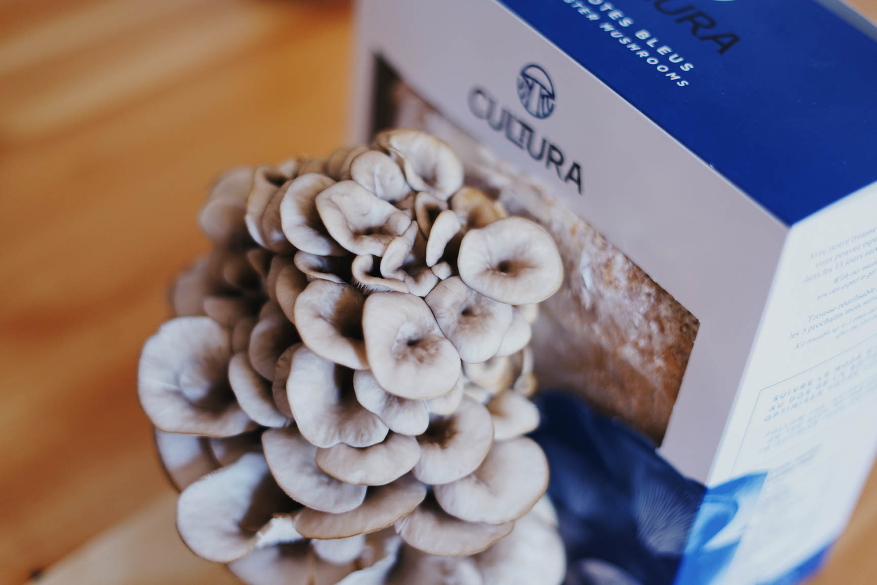 Pleurotes en pleine croissance dans notre kit de culture de champignon spécialement conçu pour le Québec