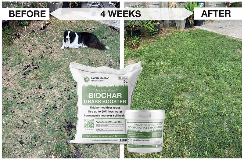 Biochar Grass Booster before and after Biochar Grass Booster before and after