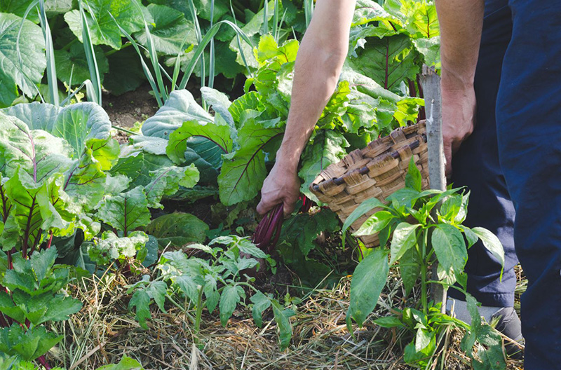Healthier soils mean stronger crops in the face of extreme weather. Healthier soils mean stronger crops in the face of extreme weather.