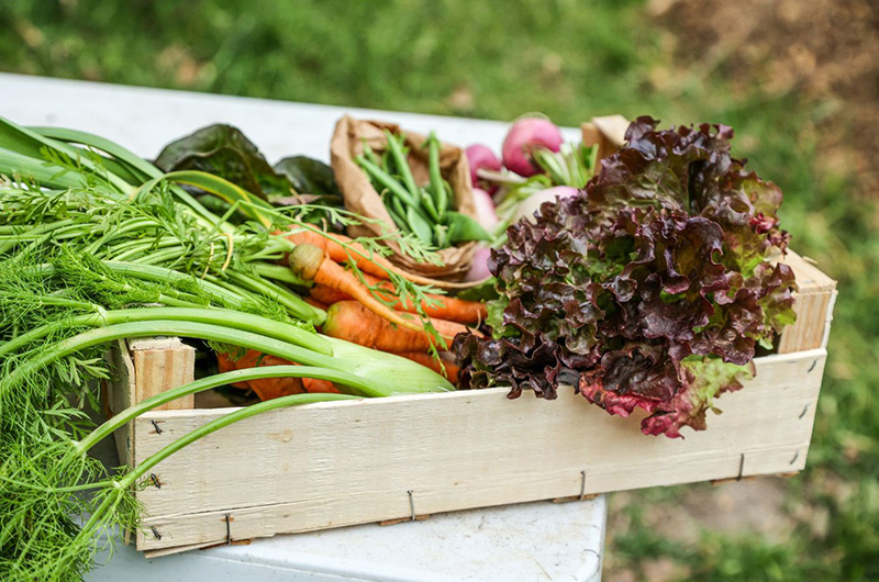 The Role of Biochar in Vegetable Growth The Role of Biochar in Vegetable Growth
