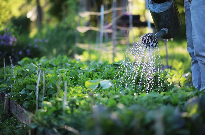 Liquid bio-fertiliser being applied to vegetable crops for healthier growth Liquid bio-fertiliser being applied to vegetable crops for healthier growth
