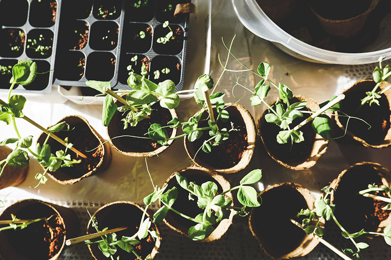 Healthier soil from seedlings to garden beds Healthier soil from seedlings to garden beds