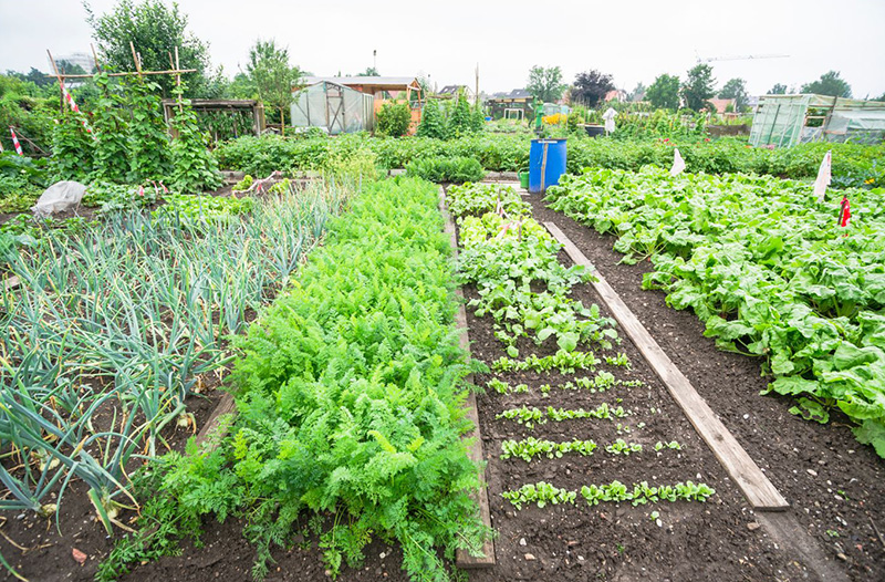 Vegetable gardens and how they can be improved with bio fertilisers