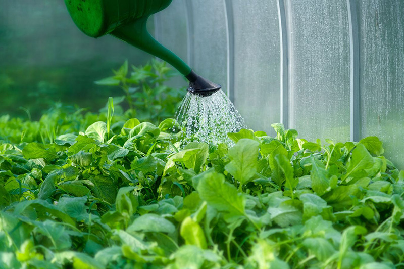What is biofertiliser and how does it work with your garden