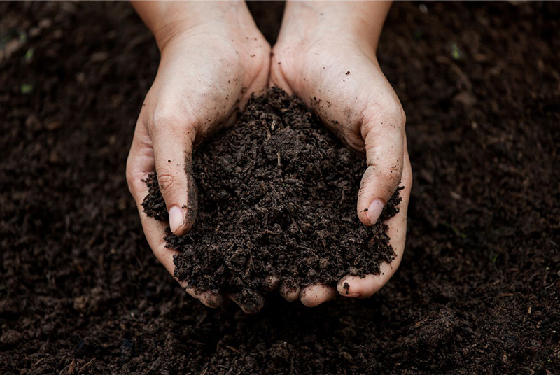 Feeding your garden with biochar and biofertiliser