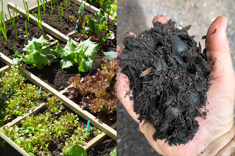 Biochar Compost for Vegetable Garden Biochar Compost for Vegetable Garden