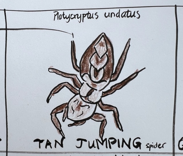 Platycryptus undatus; Tan Jumping Spider
