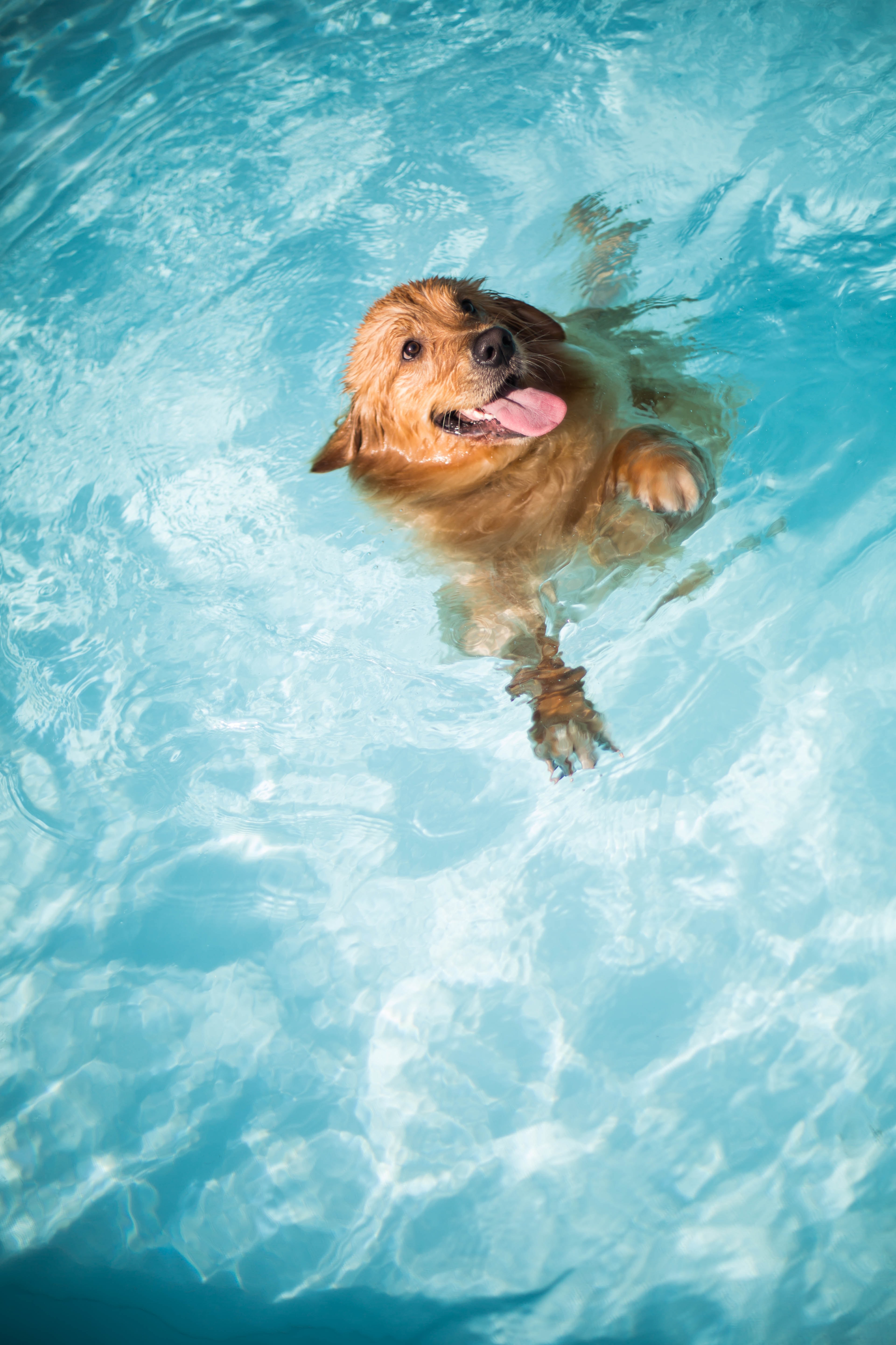 canine water therapy