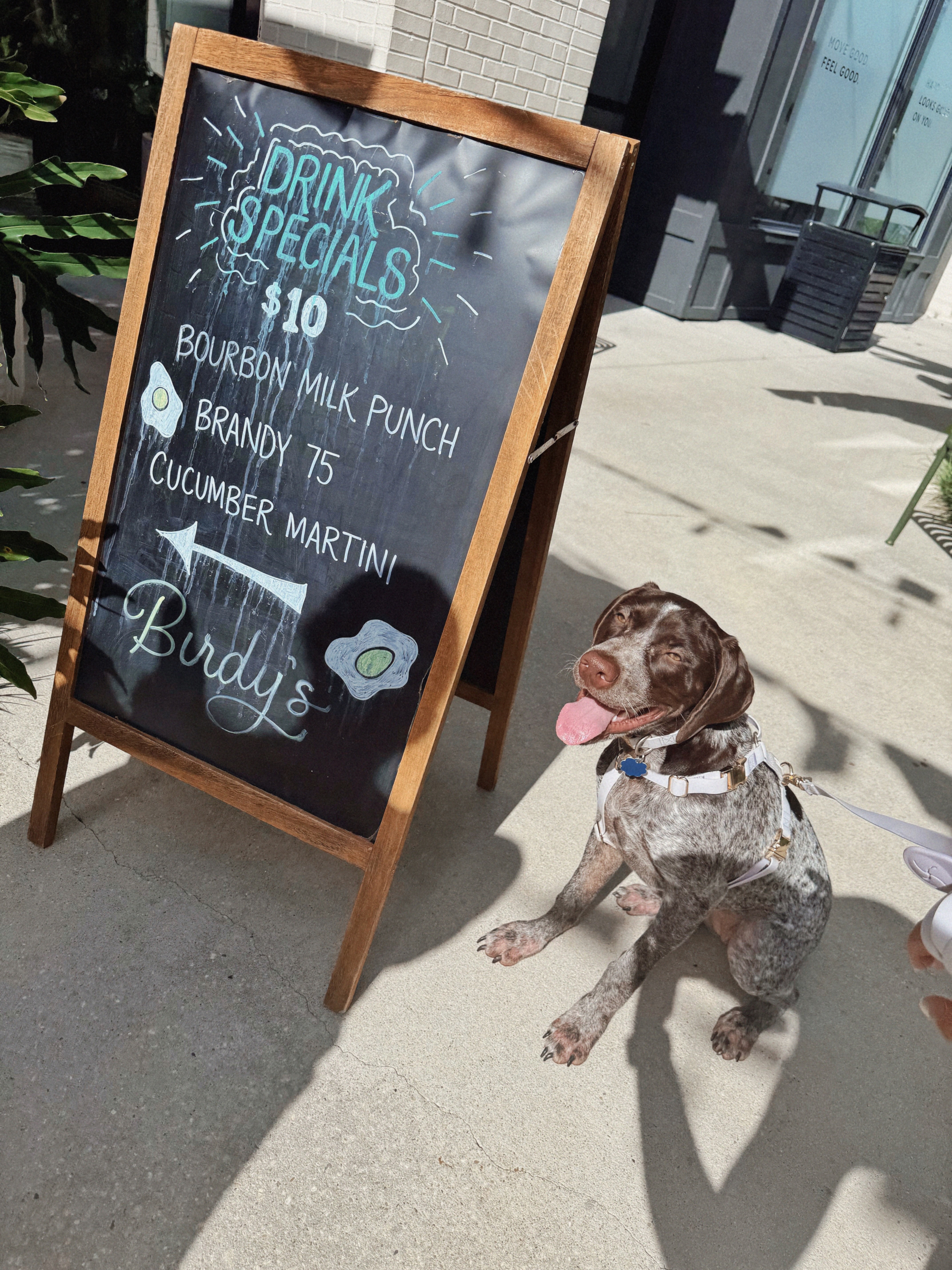 Showcasing a dog-friendly business with Iris the GSP.