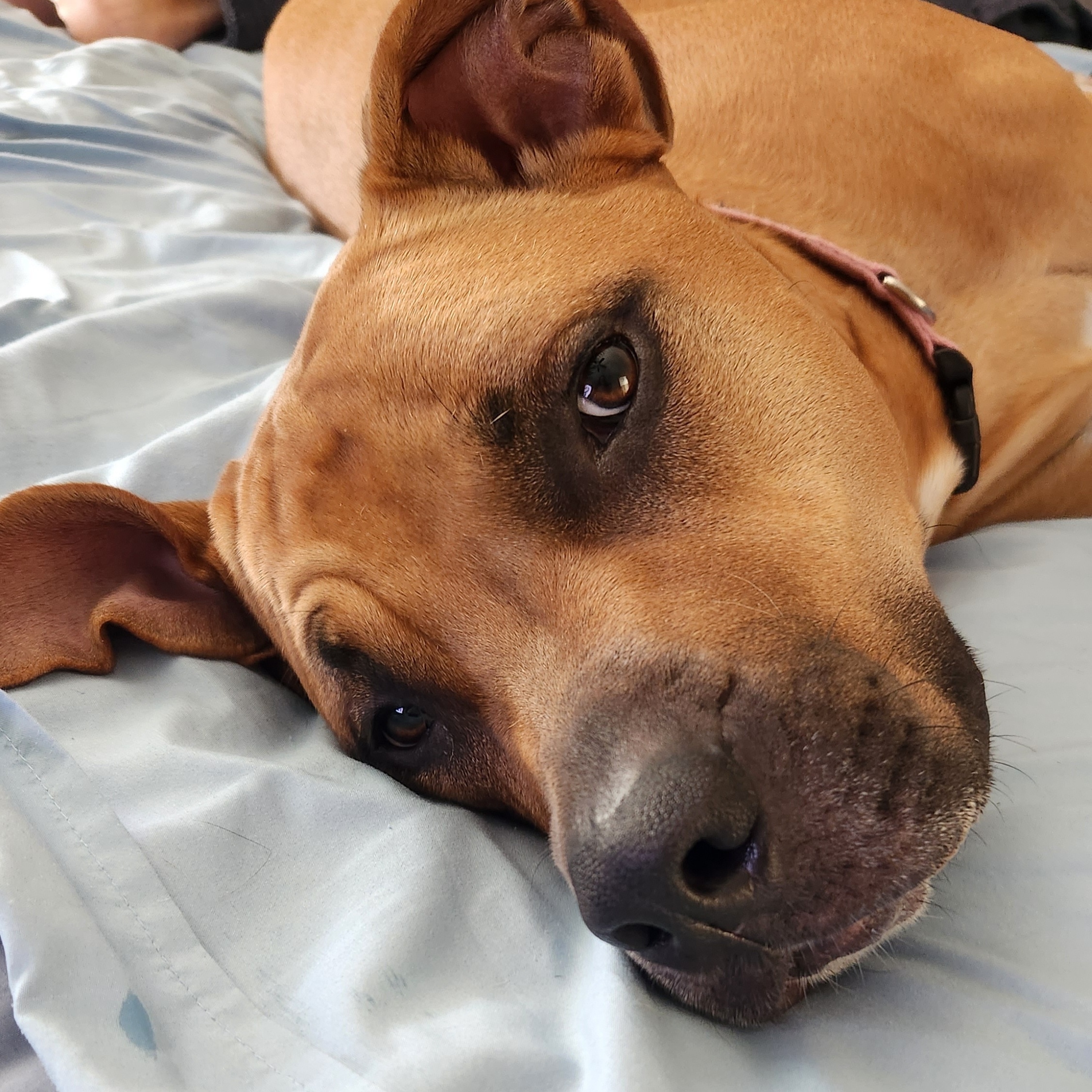 bella on bed