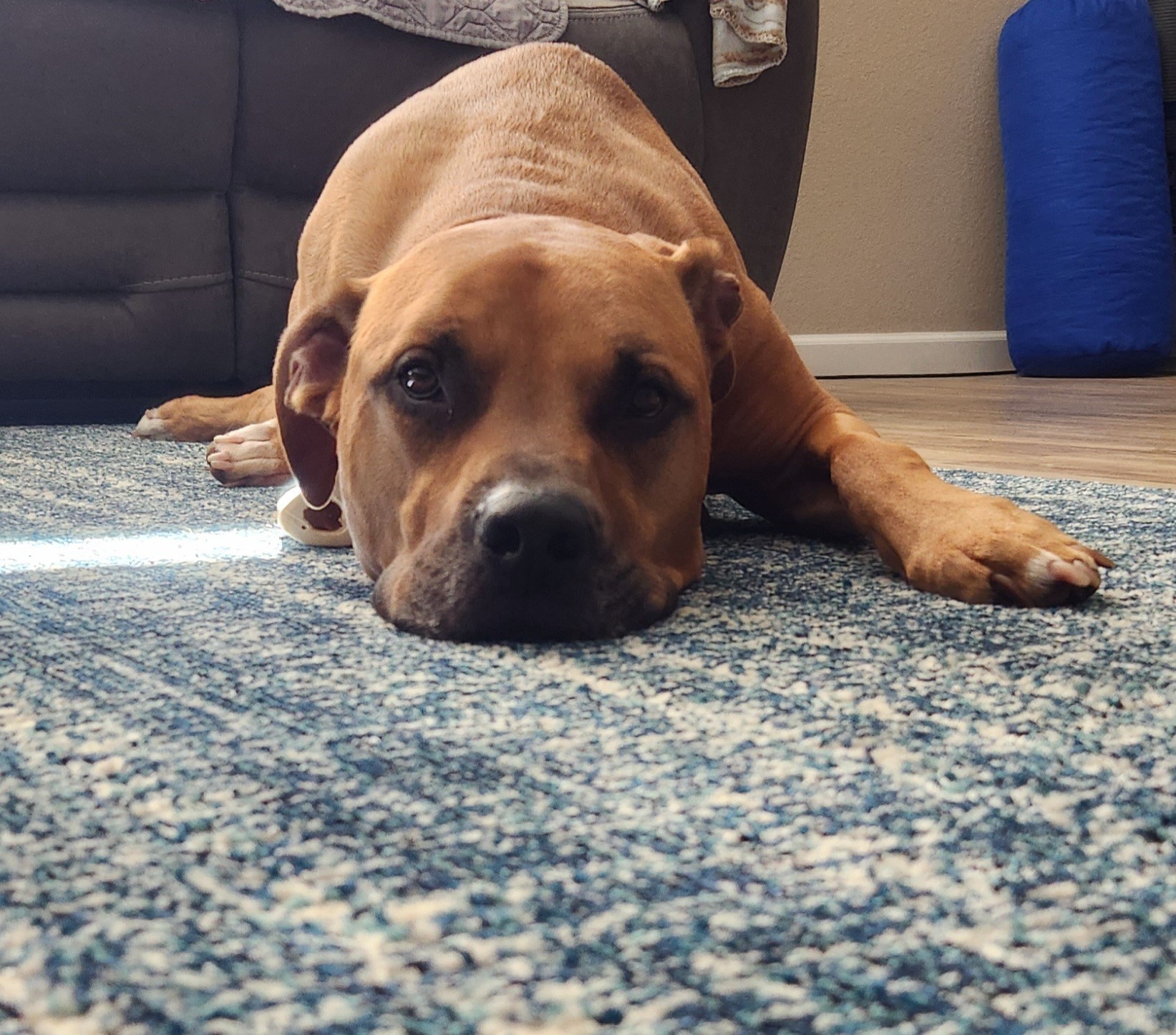 dog on floor