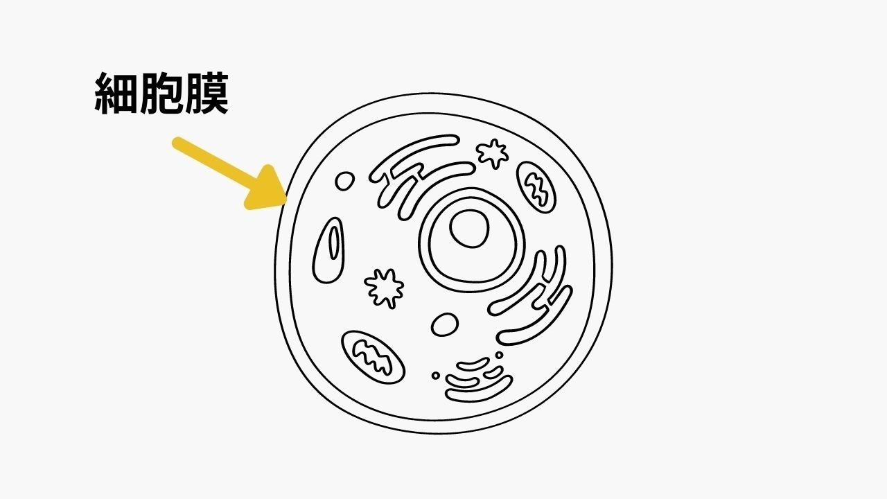エッセンシャルオイルは細胞膜を通過する