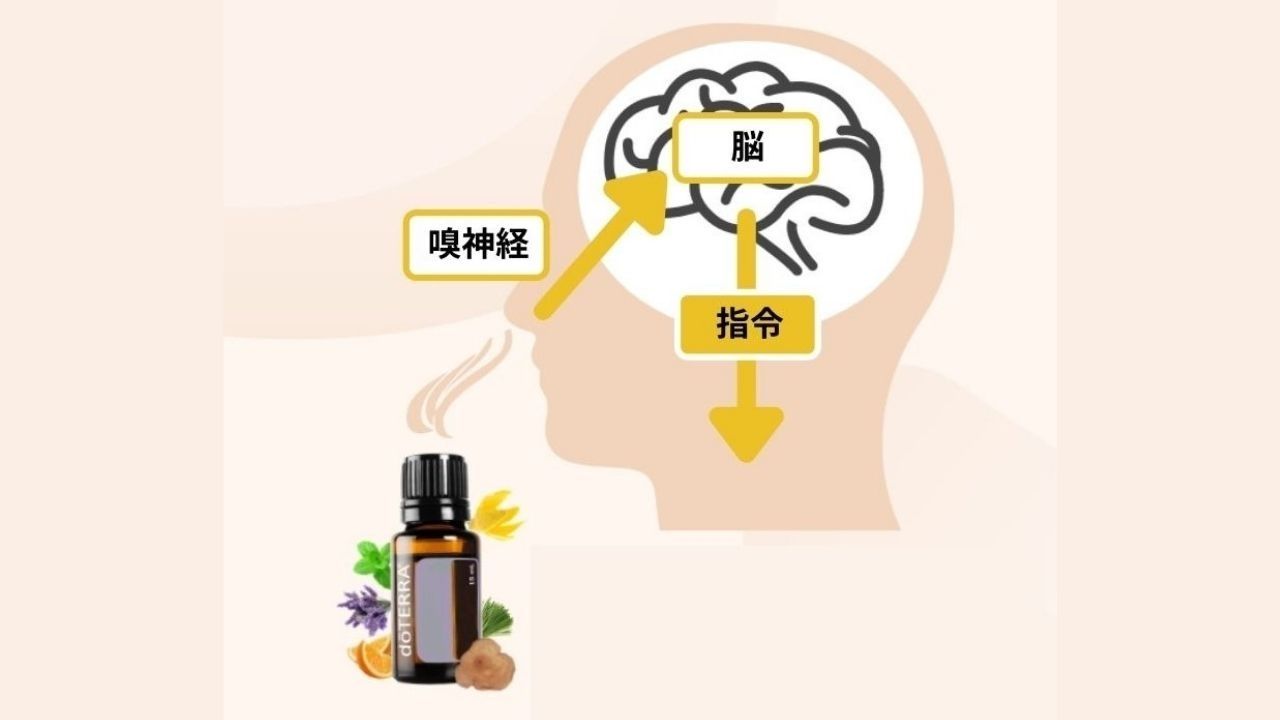 ドテラのフランキンセンスはどんな香り？おすすめの使い方4選